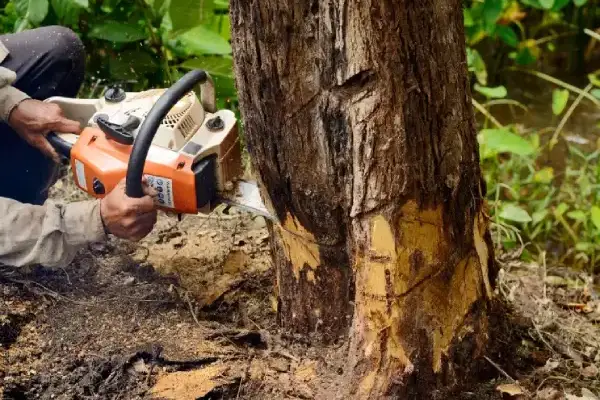 Olvan Tree Service's Other Services Olvan Tree Service's Other Services