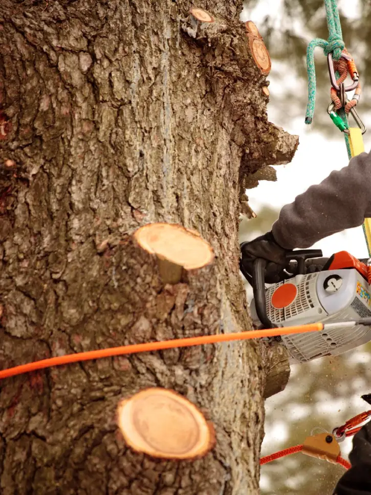 Professional Tree Service Professional Tree Service