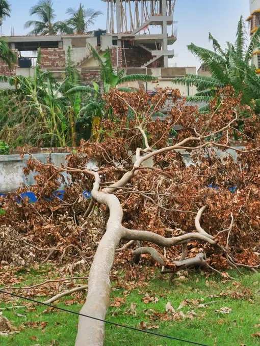 Reliable Tree Service Reliable Tree Service