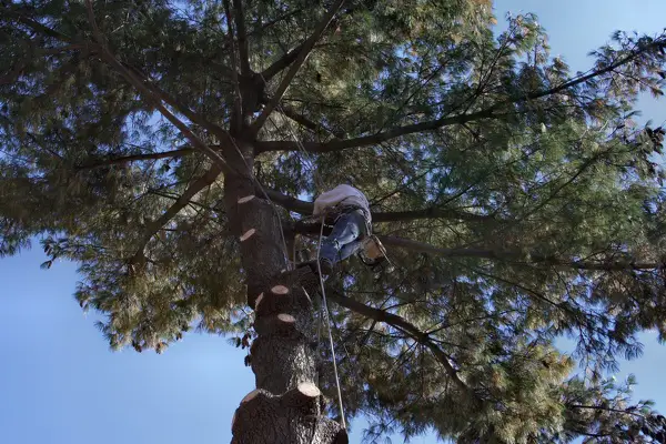 Tree Care Tree Care