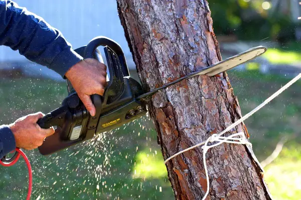Tree Cutting Tree Cutting