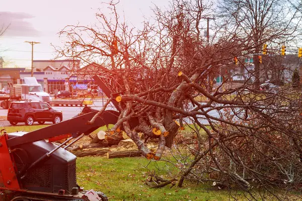Tree Removal Tree Removal