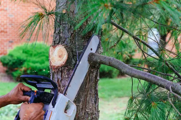 Tree Trimming Tree Trimming