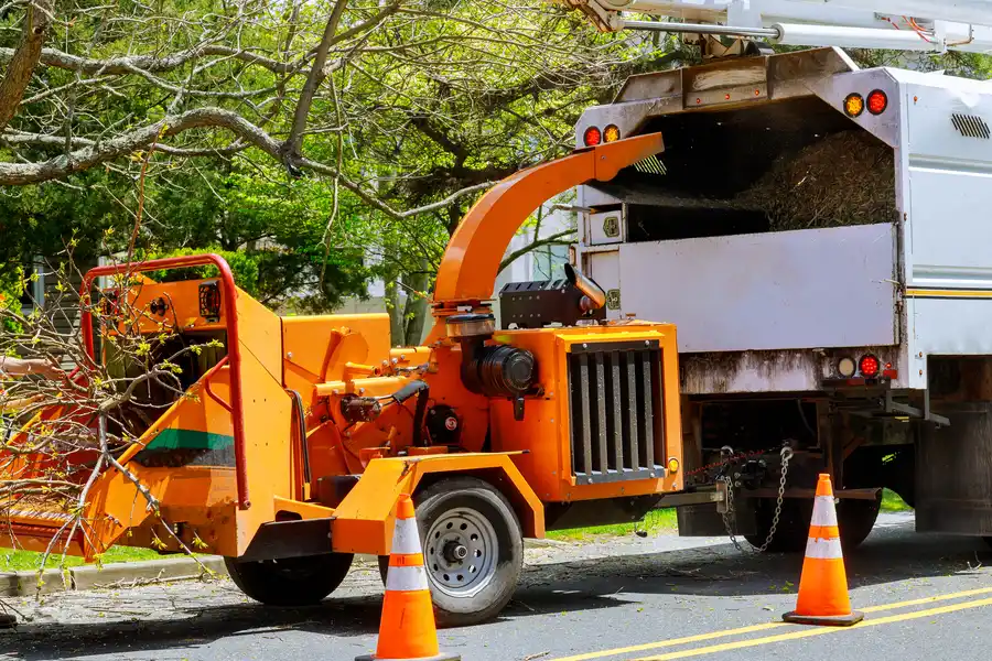 Common Risks Of Delaying Tree Removal On Your Property Austin, TX Common Risks Of Delaying Tree Removal On Your Property Austin, TX