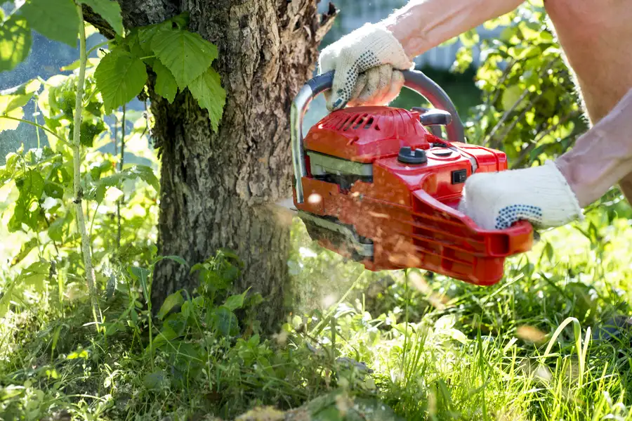 Common Risks Of Delaying Tree Removal On Your Property in Austin, TX Common Risks Of Delaying Tree Removal On Your Property in Austin, TX
