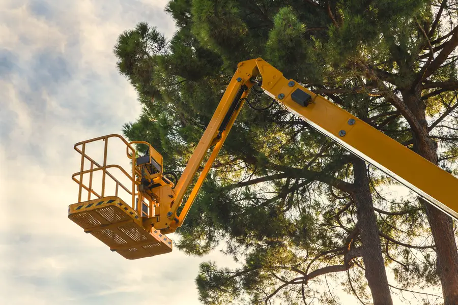 How Tree Care Improves Urban Air Quality Austin, TX