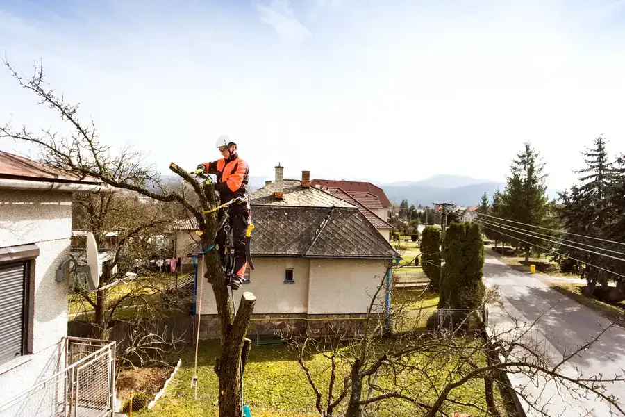 How Tree Care Improves Urban Air Quality in Austin, TX