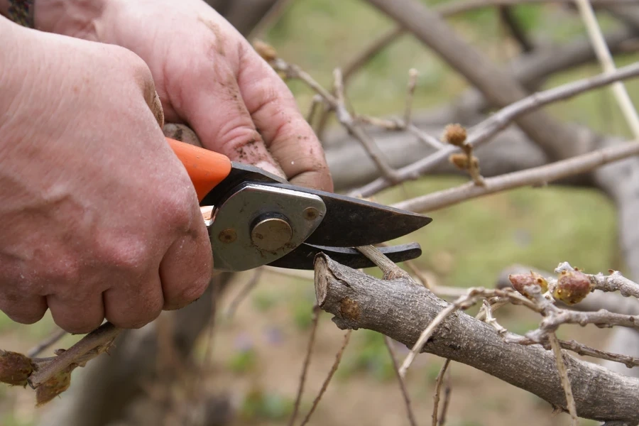 How Tree Care Supports Long Term Landscape Health Austin, TX How Tree Care Supports Long Term Landscape Health Austin, TX