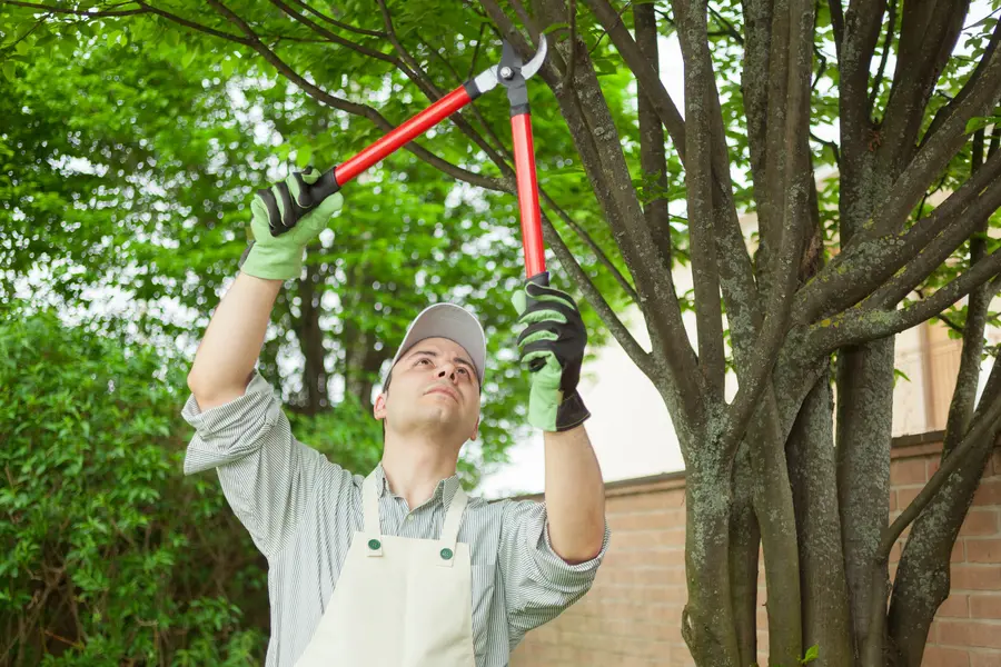 How Tree Care Supports Long Term Landscape Health in Austin, TX How Tree Care Supports Long Term Landscape Health in Austin, TX