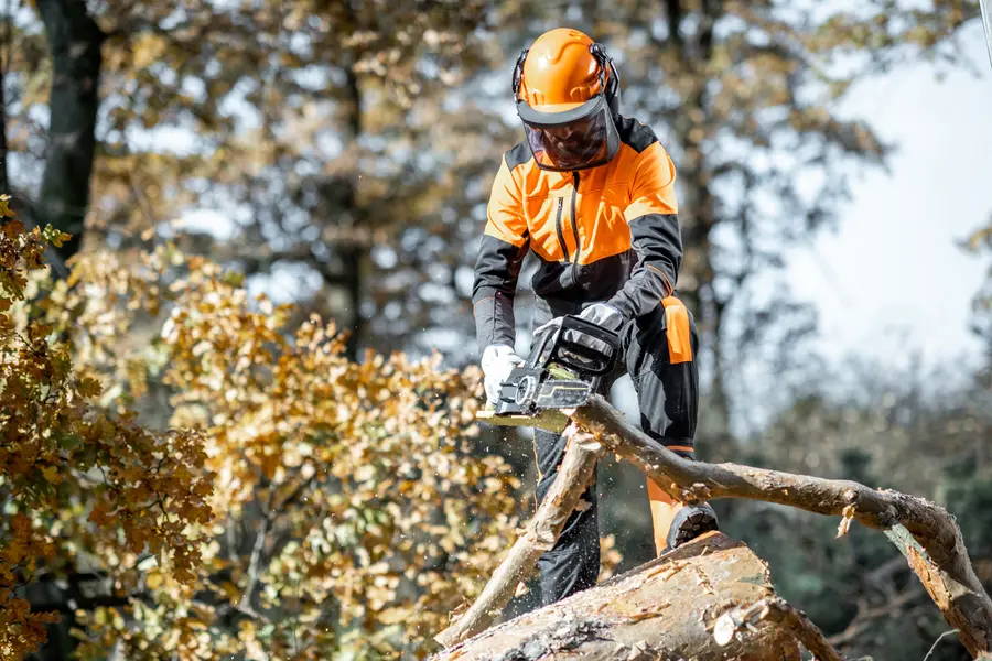 How Tree Cutting Helps Prevent Damage To Utility Lines Austin, TX