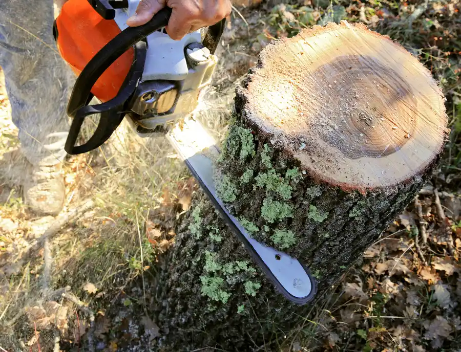 How Tree Cutting Helps Prevent Damage To Utility Lines in Austin, TX