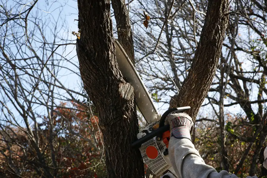 How Tree Removal Prevents Property Damage Austin, TX How Tree Removal Prevents Property Damage Austin, TX