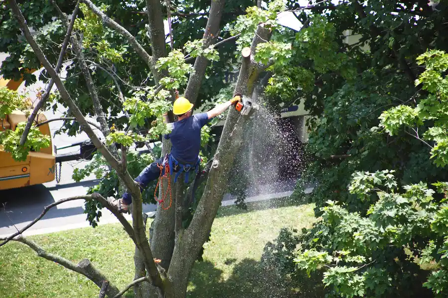 How Tree Removal Prevents Property Damage in Austin, TX How Tree Removal Prevents Property Damage in Austin, TX