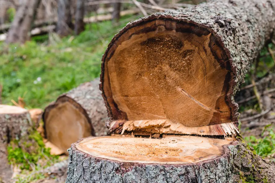 The Impact Of Tree Cutting On Your Yards Health in Austin, TX The Impact Of Tree Cutting On Your Yards Health in Austin, TX