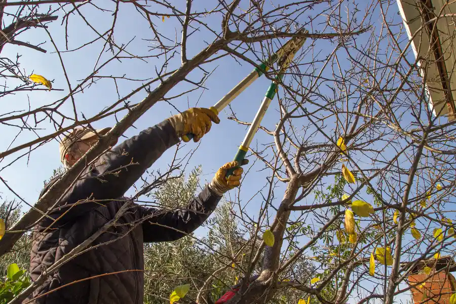 The Role Of Tree Trimming In Preventing Storm Damage Austin, TX