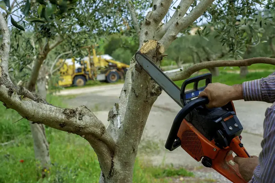 Why Tree Trimming Is Essential For Disease Prevention Austin, TX Why Tree Trimming Is Essential For Disease Prevention Austin, TX