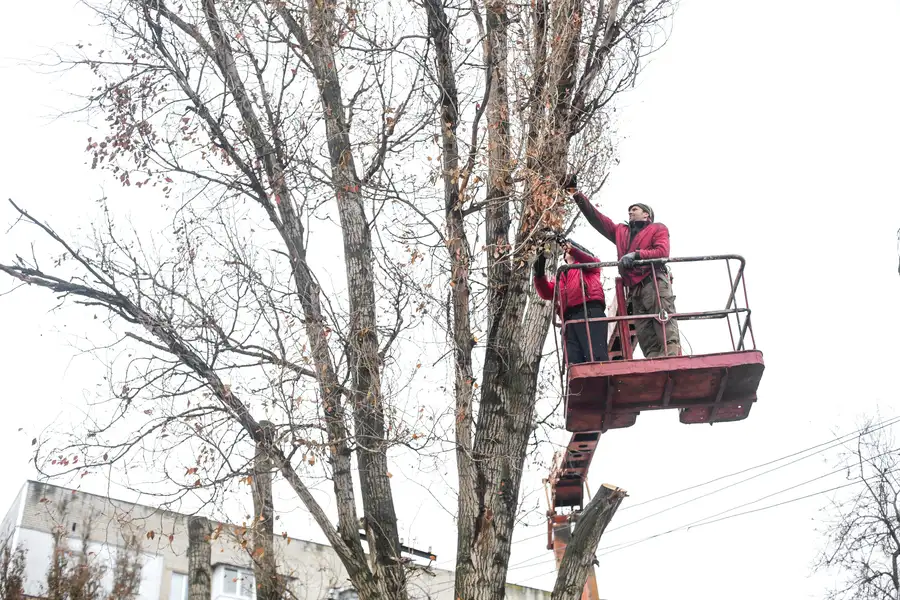 Why Tree Trimming Is Essential For Disease Prevention in Austin, TX Why Tree Trimming Is Essential For Disease Prevention in Austin, TX